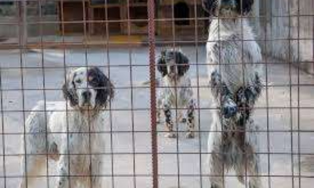 STOP AUX DRESSAGES ILLÉGAUX DE CHIENS DE CHASSE SUR DES ANIMAUX SAUVAGES EN RUSSIE !