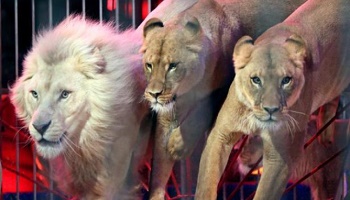 Plus de cirques avec animaux sauvages