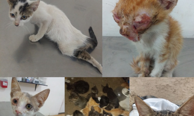 STÉRILISATION DES CHATS : MODIFICATION DU CODE WALLON SUR LE BIEN-ÊTRE ANIMAL INSÉRANT UNE AMENDE SÉVÈRE AUTOMATIQUE POUR LES PROPRIÉTAIRES DE CHAT(S) NON STÉRILISÉ(S)