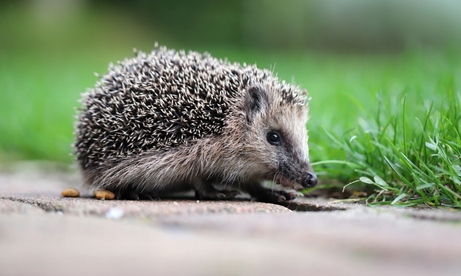 Stop au fonctionnement des robots tondeuses 24 h/ 24 afin de préserver les hérissons d'Europe !