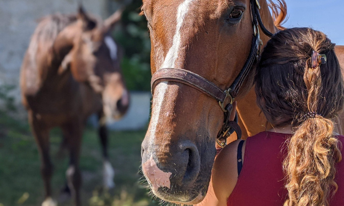 Pour la création d’une taxe pour financer la retraite des chevaux