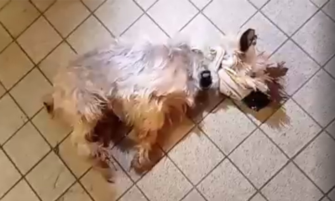 Un chien a été retrouvé agonisant au sol, muselé avec du chatertone, dans la Somme et jeté du 3ème étage !
