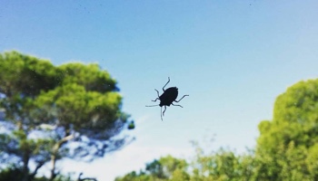 Débarassez-nous des punaises des bois autour du parc de Vaugrenier