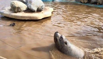 Non à la réouverture de Marineland !
