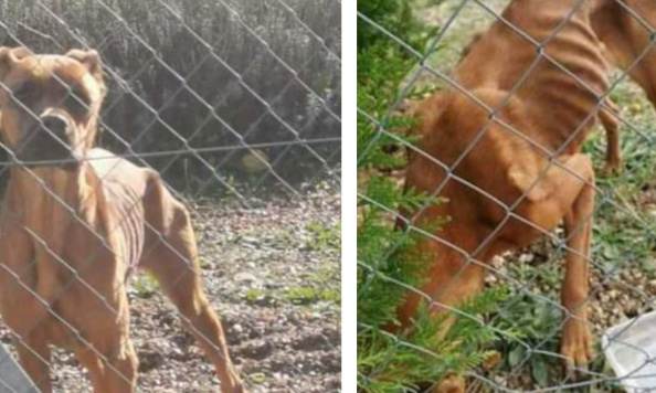 Pour une justice plus humaine envers les animaux !