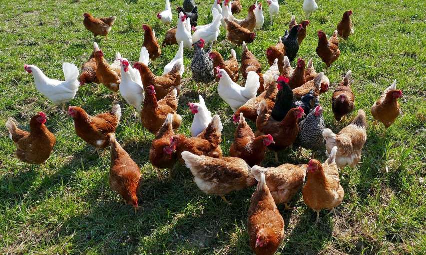 NON à la disparition des élevages « plein air » !