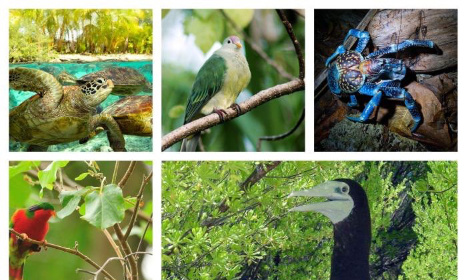 Contre l'introduction des espèces étrangères en Polynésie française !