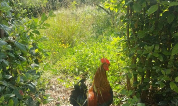 Laissez nous garder nos coqs et animaux de basse cour