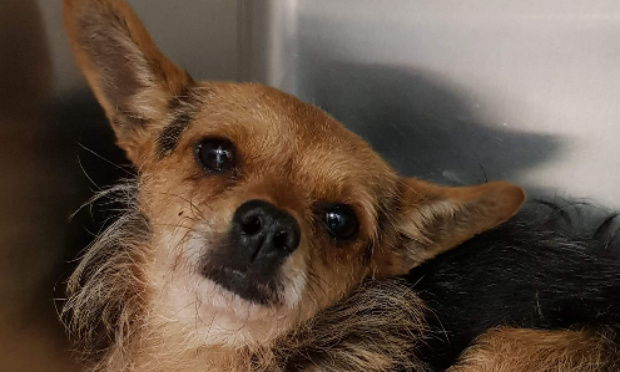 Pour une Identification Obligatoire lors de la remise d'un chien divagant à ses propriétaires