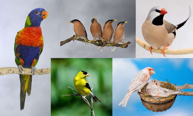 Pour la fin des restrictions liées à l'influenza aviaire sur les oiseaux d'agrément