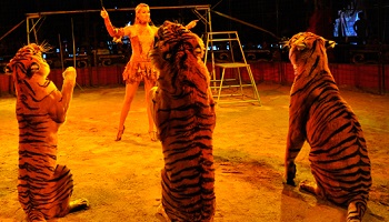 Arrêt des cirques avec animaux à Saint-Maximin-la-Sainte-Baume