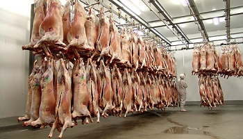 Stop aux massacres dans les abattoirs !