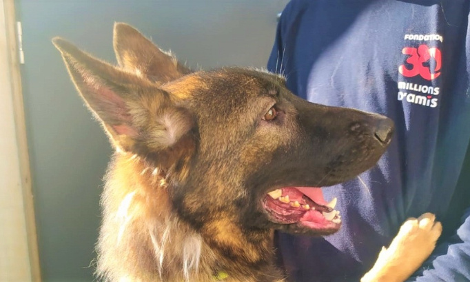 Justice pour la chienne Uvayante !