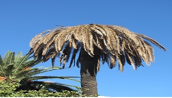 Sauvons les palmiers