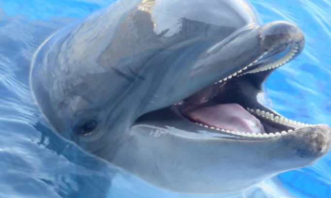 Non &agrave; la fermeture d&eacute;finitive du marineland d antibes et plan&egrave;te sauvage en 2026 pour une otorisation pour la reproduction pour leur bien &ecirc;tre des c&eacute;tac&eacute;s