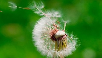 L'autorisation pour utiliser ses propres semences