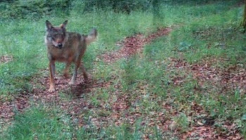 Non aux tirs du loup dans les vosges