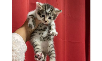 Nouvelles lois  pour les animaux de compagnie : La GRANDE HYPOCRISIE DU GOUVERNEMENT !