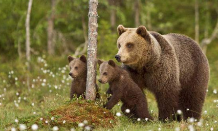 Demandons l'arrêt des battues en pleine zone à ours