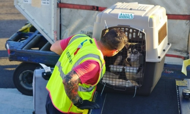 Contre l'augmentation de Air France : 800€ l’aller retour pour votre chien en soute !