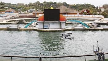 Le sauvetage de tous les animaux