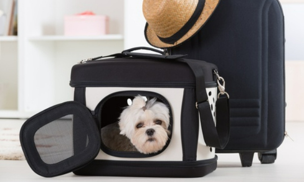 Le sac transportant un Chat ou un petit chien doit être considéré comme un simple bagage cabine et on ne devrait pas avoir à payer 40€ pour l'avoir a bord.