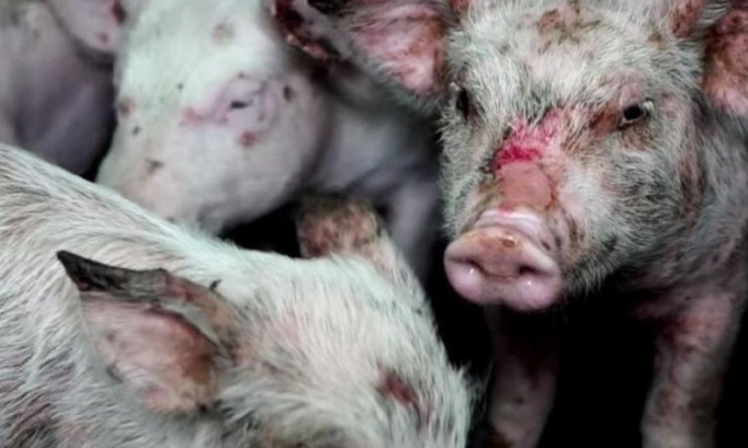 Stoppons les élevages intensifs !