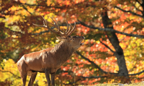 Non à l’ouverture de  la chasse dans la Réserve naturelle des Hauts plateaux du Vercors