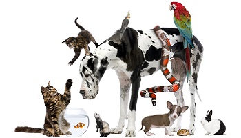 De la pitié pour les animaux morts