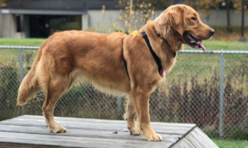 Pour la création d'un espace extérieur pour nos amis poilus !