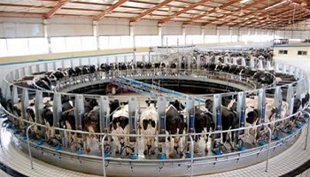 L'annulation de deux permis de construire d'une ferme-usine (1200 taurillons)