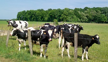 Justice pour la dizaines de vaches froidement abattues dans le Massif Pyrénéen des Albères !