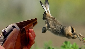 Laissons la chasse tranquille