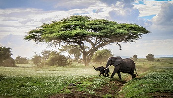 Stop aux safaris et chasses en Afrique !