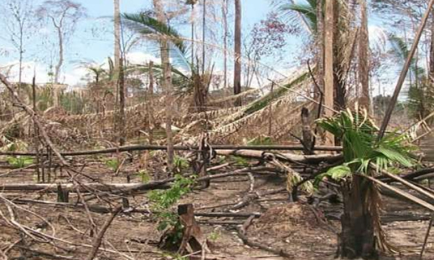 Stoppons la déforestation