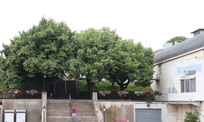Sauvons notre patrimoine, sauvons nos arbres !