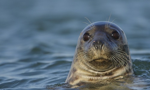 Interdisons la cuisine à la graisse de phoque en Norvège !