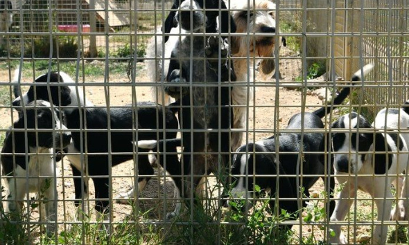 Pétition contre les blocages intempestifs de Facebook sur les groupes de partage pour les animaux
