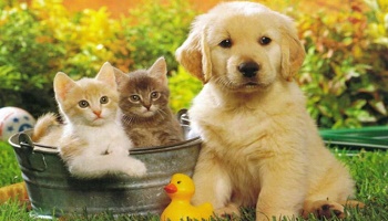 Arrêtons de tuer les animaux.