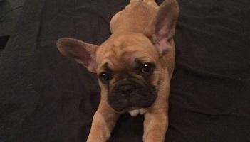 Pour Pancake et les autres animaux victimes d'erreurs vétérinaires