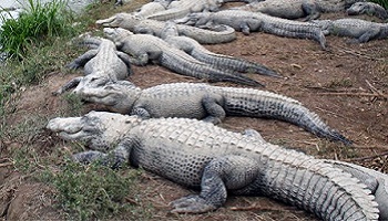 Pour l'arrêt des fermes d'élevages de crocodiles pour leur cuir