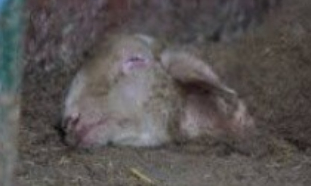 Stop aux transports d'animaux vivants