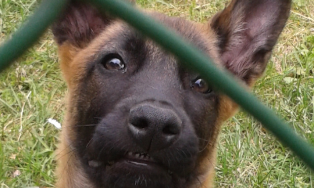 Que ce chien Malinois soit retiré à ses propriétaires pour être confié à une famille d'accueil