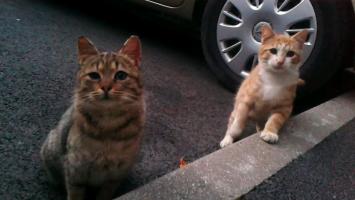 Stérilisons les chats de rue !