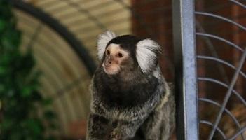 Laisser le ouistiti Bella à son protecteur