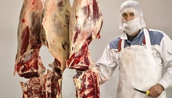 Le respect du réglement pour l'abattage des animaux