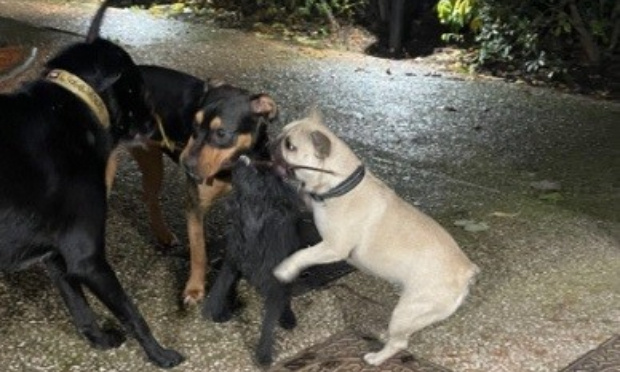 Pour un caniparc à Launaguet !