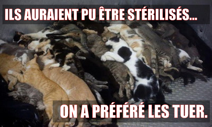 Boucheries de chats : STOP aux campagnes d'euthanasies !