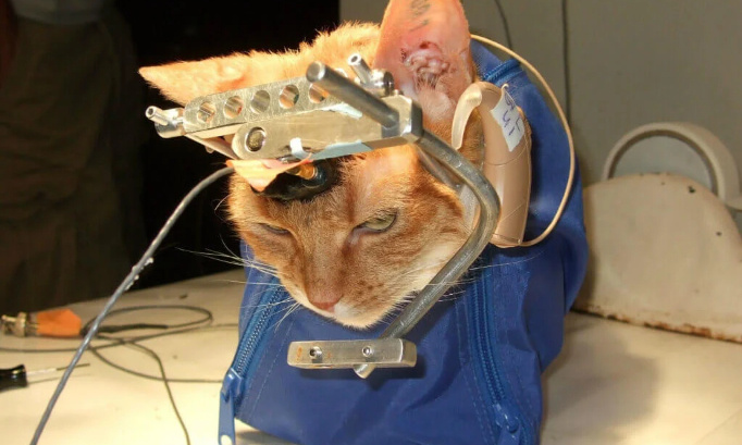 Les chats ne sont pas des cobayes pour labos !