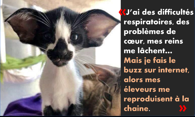Ces chats souffrent pour plaire : STOP à la reproduction forcée des hypertypes !